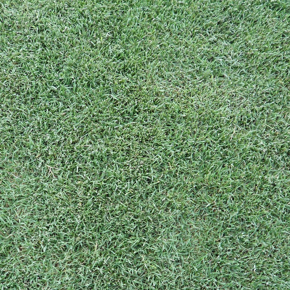 celebration-bermuda-grass-top-view