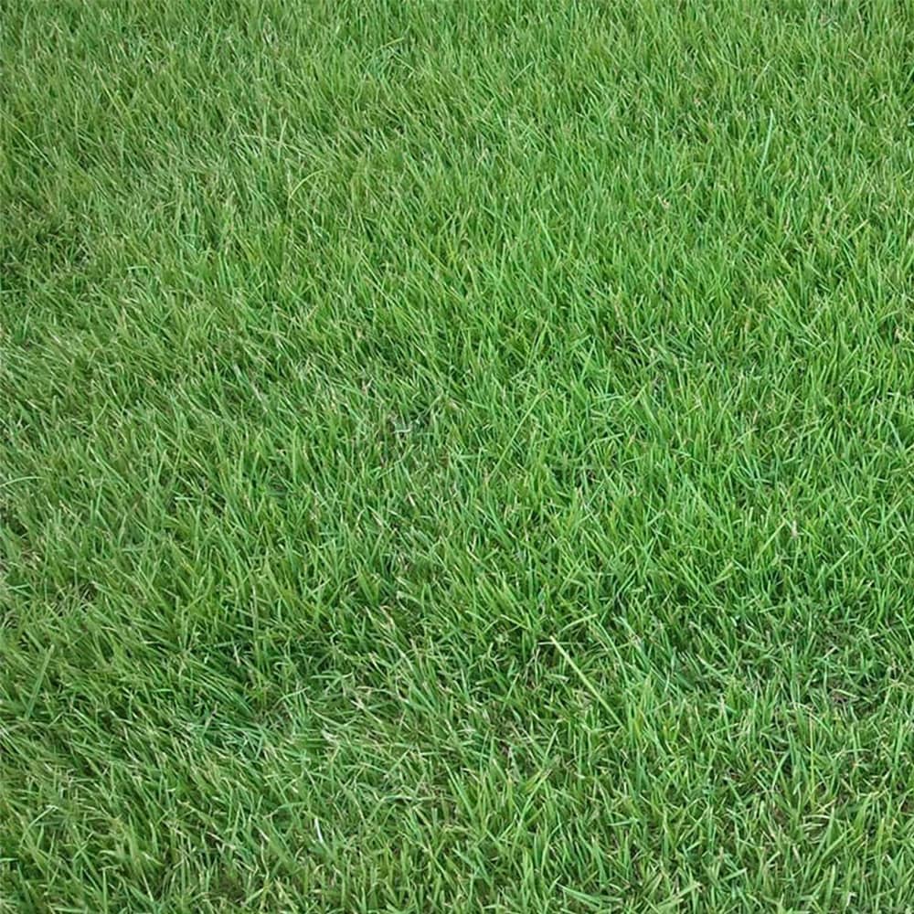 palisades-zoysia-grass-close-up-view