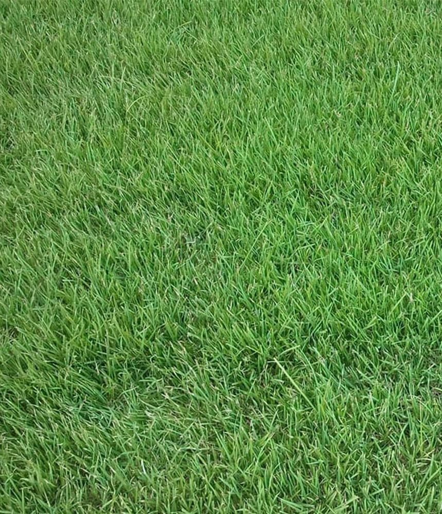 palisades-zoysia-grass-close-up-view